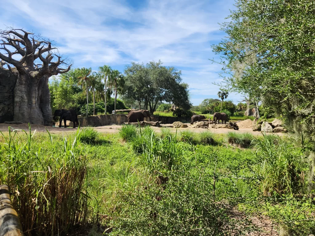 African Elephants