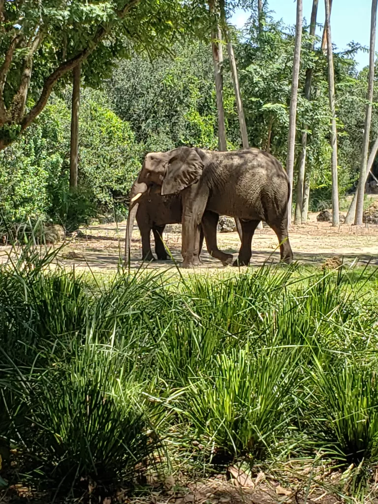 elephants on Disney's guided tour: Caring for Giants.