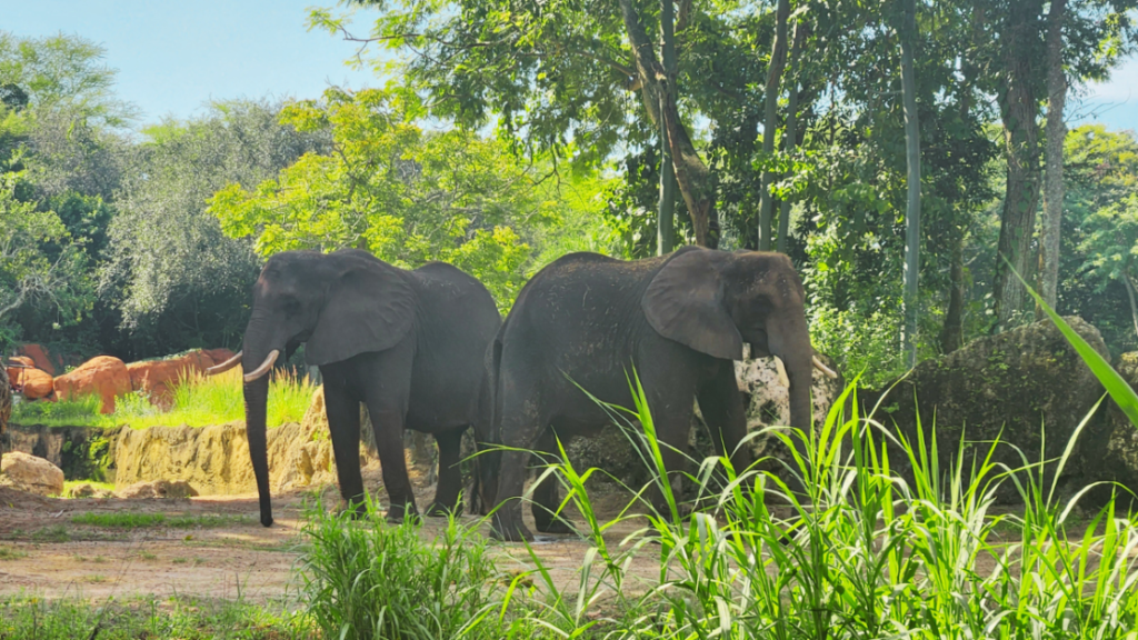 Elephants